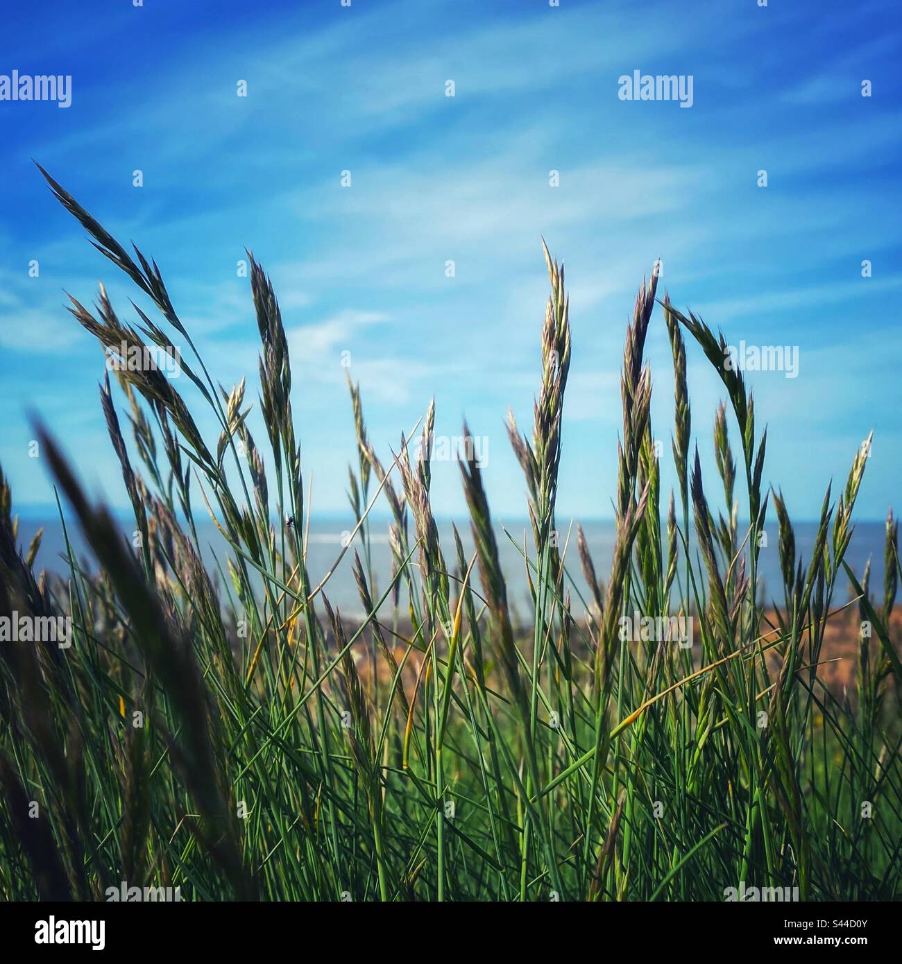 Una fotografia di erba alta sulla costa con l'oceano sullo sfondo. Profondità di campo bassa. Foto Stock
