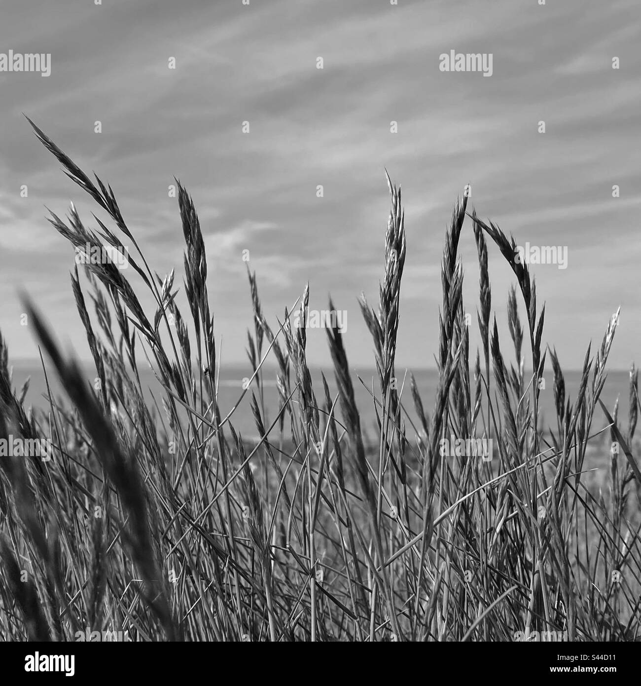 Una fotografia in bianco e nero di erba alta sulla costa con l'oceano sullo sfondo. Profondità di campo bassa. Foto Stock
