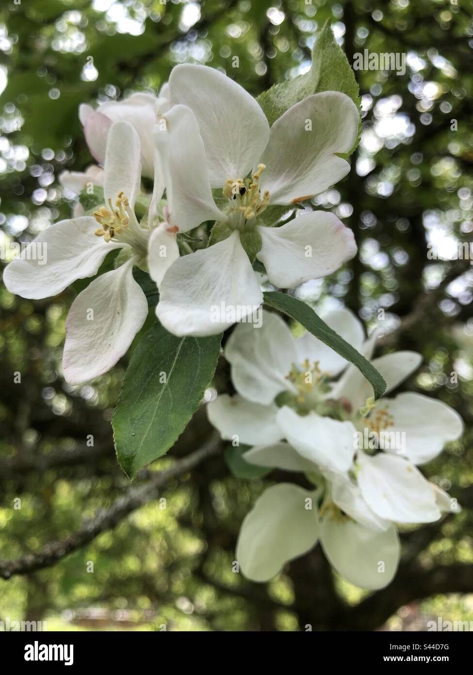 Albero di Apple in fiore - Immagine stock catturata con smartphone