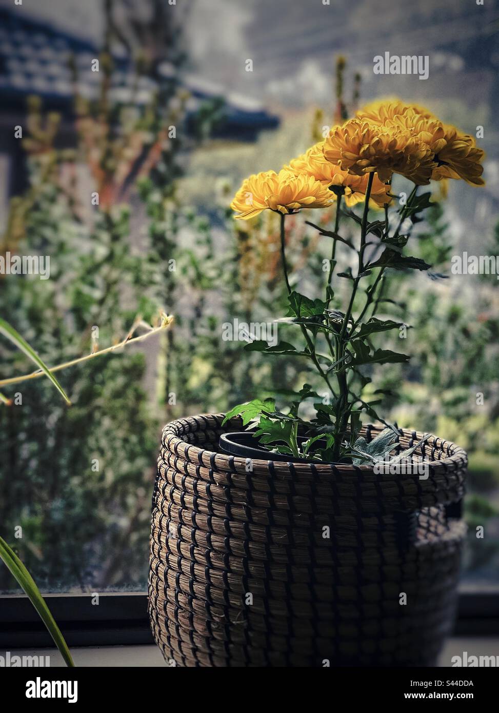 Colore del davanzale in una mattina nebbia. Pianta di fioritura di crisantemo giallo in un cesto su un davanzale contro la vista della finestra di mattina di nebbia nel giardino. Foto Stock