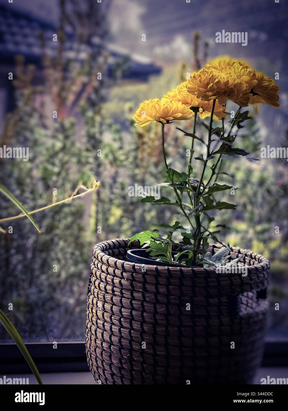 Colore del davanzale su una nebbia, mattina di autunno. Pianta di fiore di crisantemo giallo in un cesto in un davanzale contro la vista della finestra del giardino su una mattina di nebbia. Foto Stock