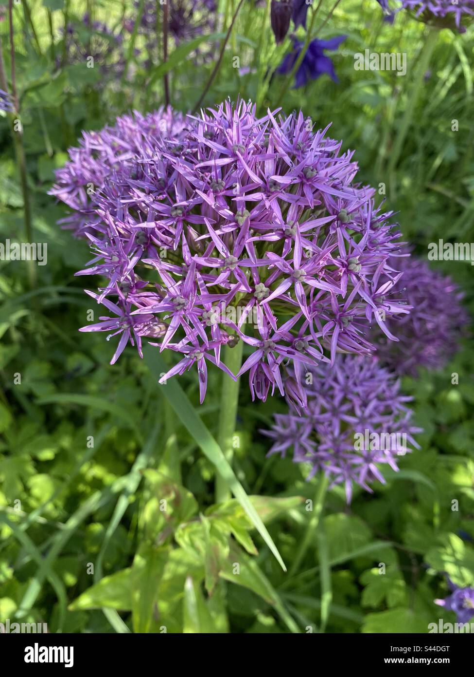 Viola Alliums nel giardino di campagna Foto Stock