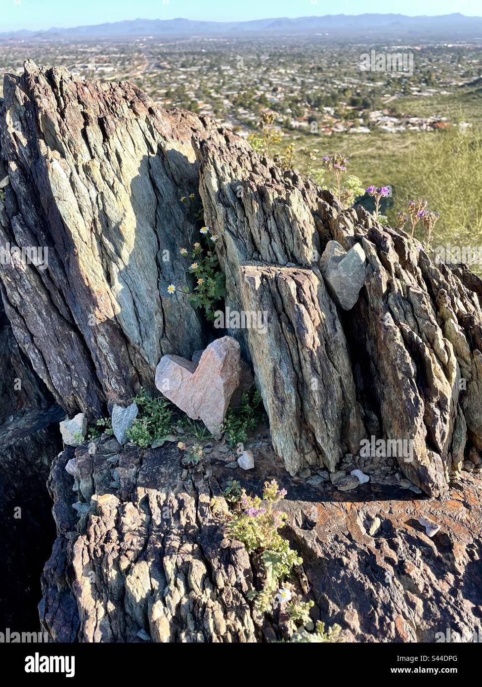 Cache cuore di pietra, fiori selvatici incoronato roccia sporgenza, North Phoenix Overlook, Arizona Foto Stock
