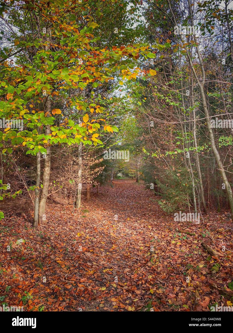 Percorso per la foresta colorata autunno coperta da foglie secche nel sud di Monaco, Germania. Foto Stock