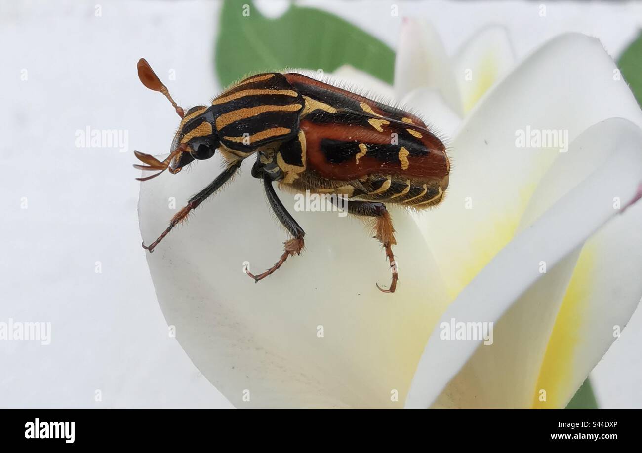 Un primo piano di un bug di Flower Chaffer. - Immagine stock catturata con smartphone