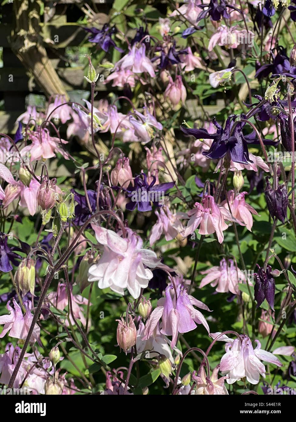 Fiori di aquilegia rosa e viola Foto Stock