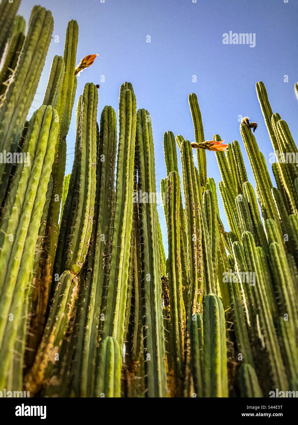 Parete di cactus. Vista in basso di molti steli di cactus alti, alcuni con fiori contro il cielo blu. Foto Stock
