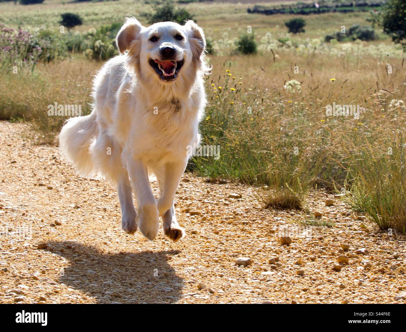 Salto Golden Retriever cane. Sembra che sia levitating. Cane sorridente che salta Foto Stock