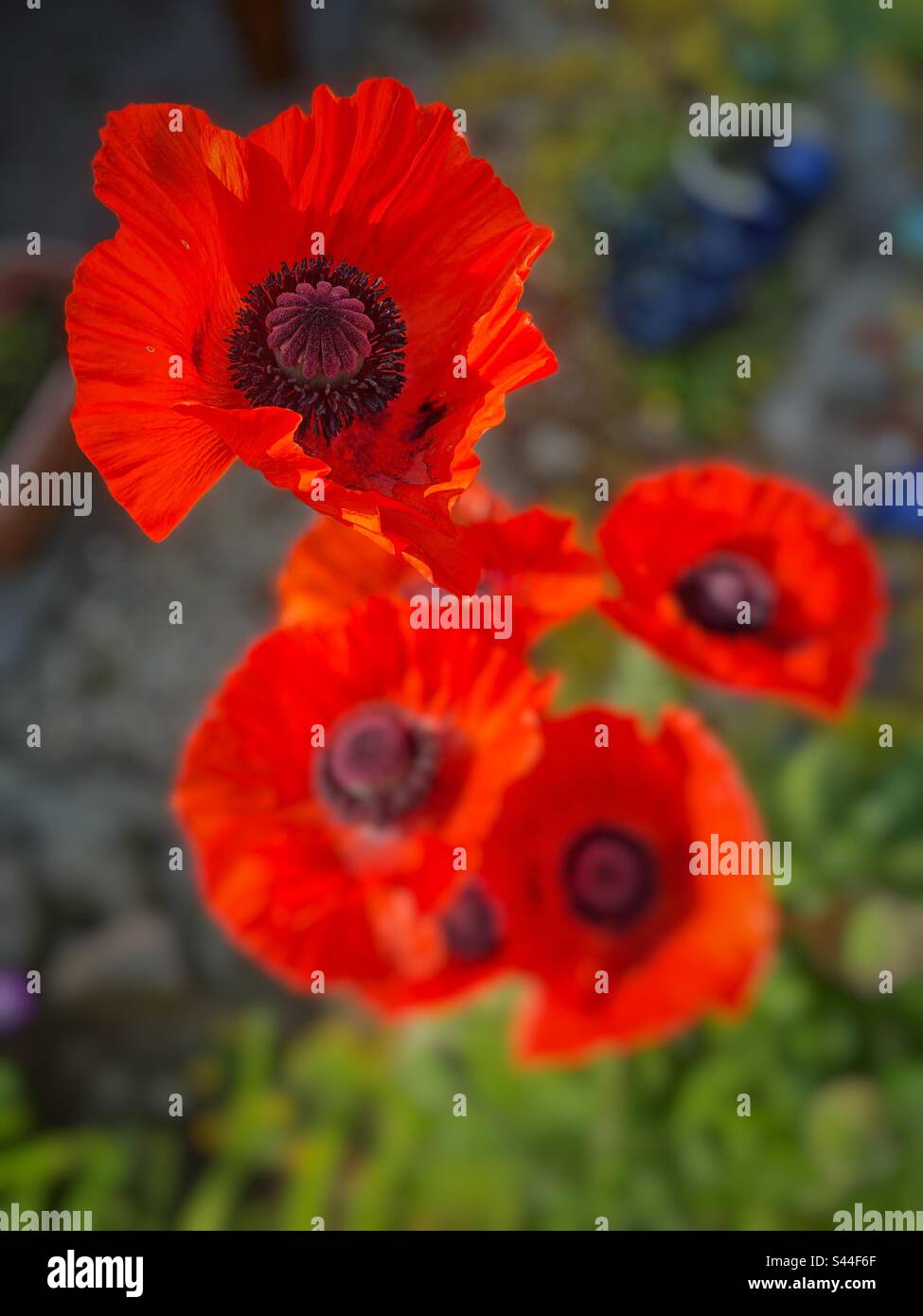 Papaveri orientali rossi (Papaver sp.) Fioritura a fine maggio. Foto Stock