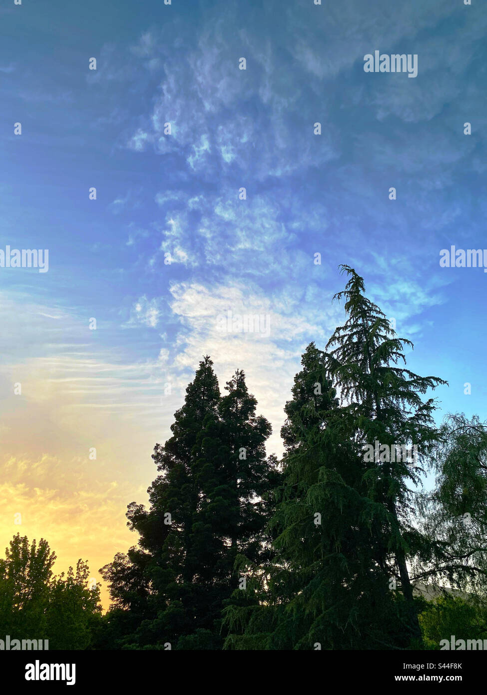 Cielo al tramonto su sempreverdi Foto Stock