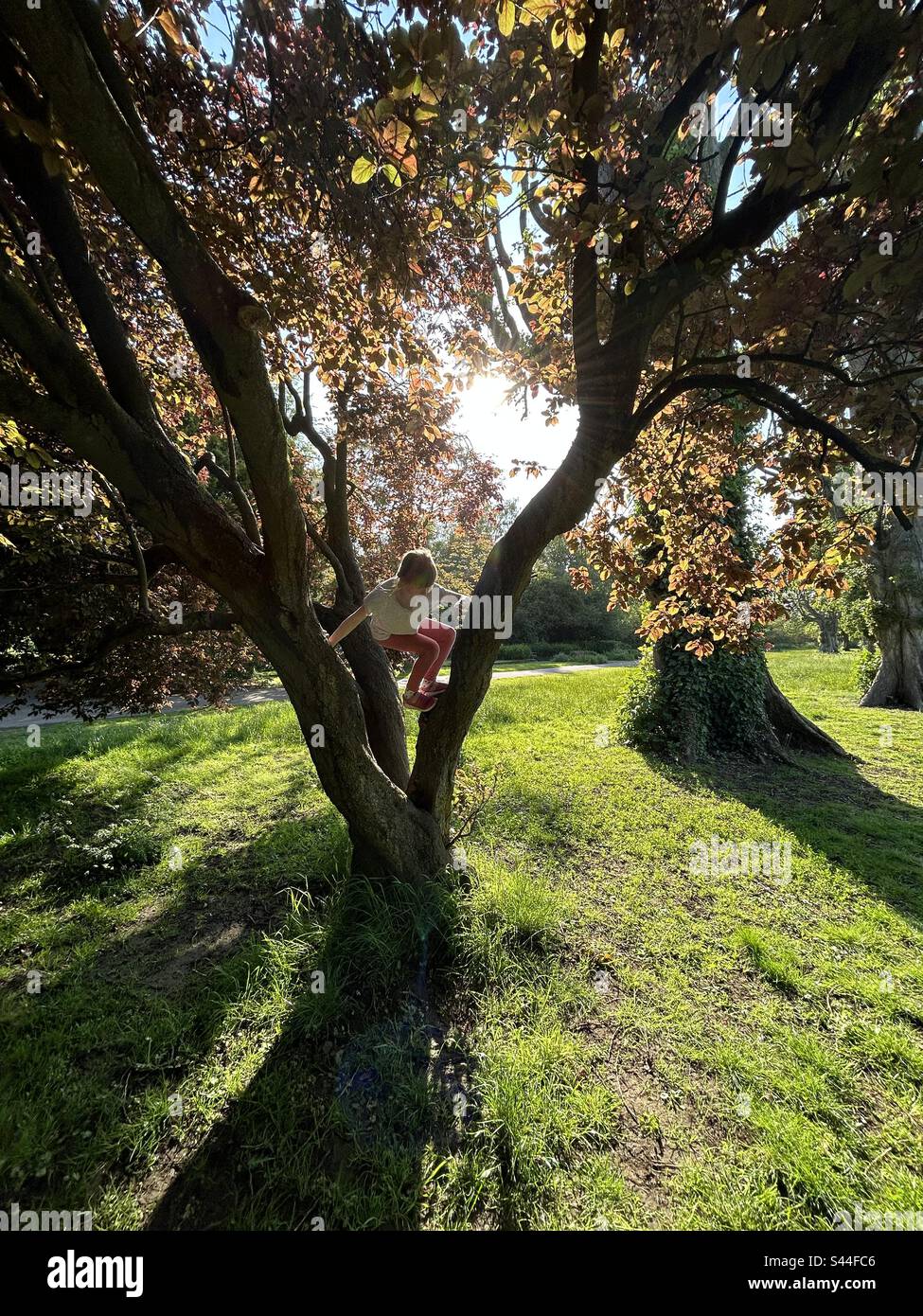 La ragazza sale un albero nel parco, con fiori, sole retroilluminato, lunghe ombre e una bella luce - Immagine stock catturata con smartphone
