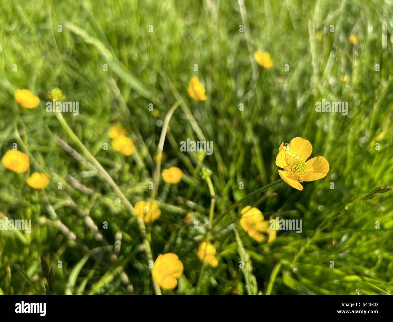 Buttercups profondità di campo bassa con area di messa a fuoco morbida e spazio di copia Foto Stock