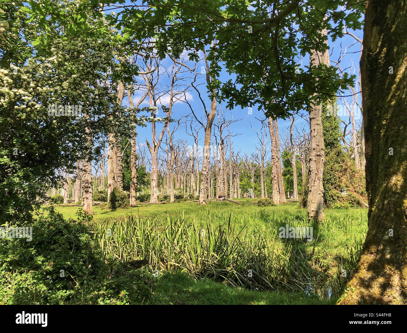Alberi morti di quercia in primavera nel New Forest National Park, Hampshire, Regno Unito - Immagine stock catturata con smartphone