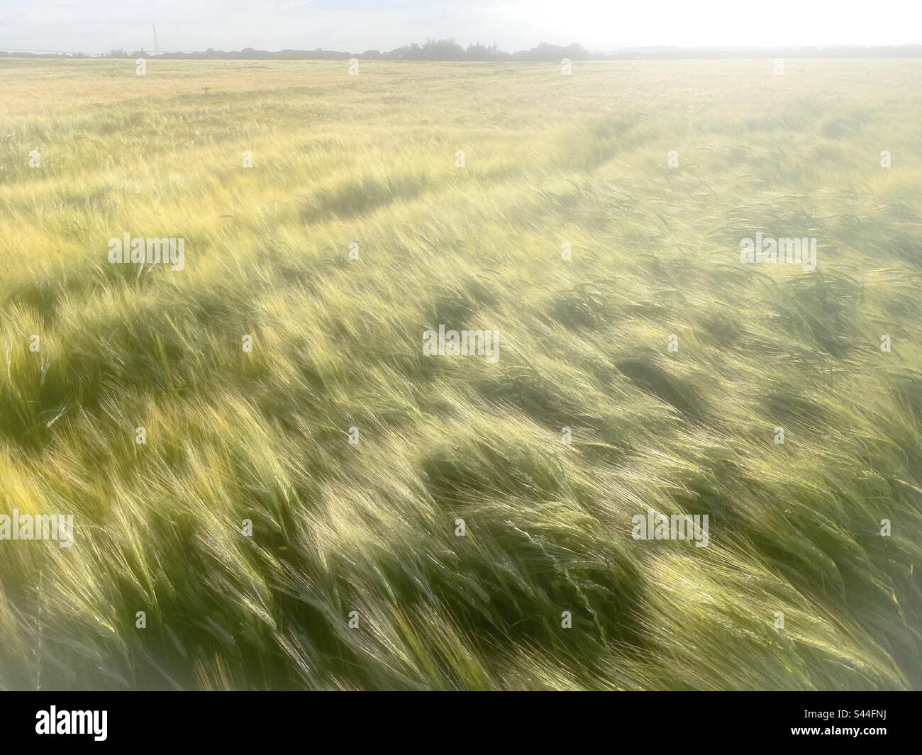 Campo di grano in una giornata ventosa a Castiglia e Leon , Spagna Foto Stock