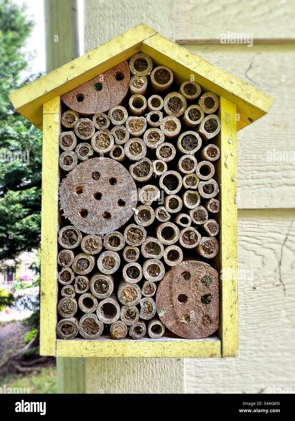 Una casa d'ape mason con tubi che sono quasi completamente riempiti. Foto Stock