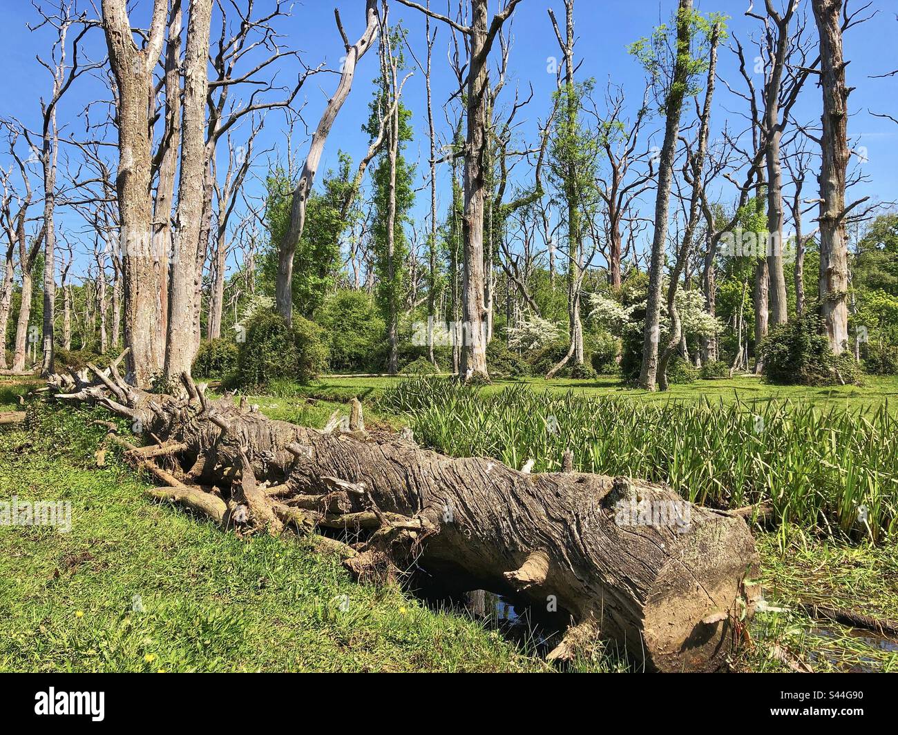 Foresta morta e ruscello in primavera al New Forest National Park, Hampshire, Regno Unito - Immagine stock catturata con smartphone