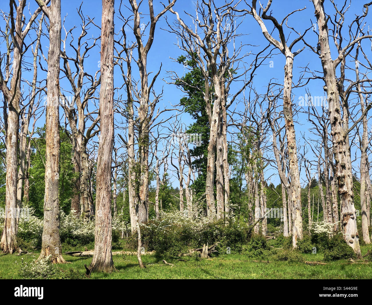 Alberi morti di quercia in primavera nel New Forest National Park, Hampshire, Regno Unito - Immagine stock catturata con smartphone