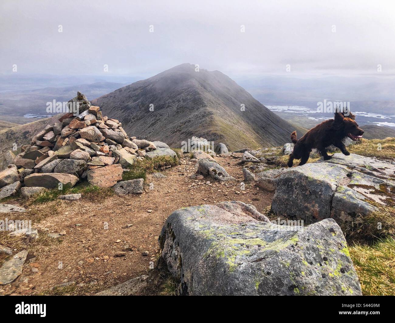 Cocker Spaniel che delimita la cima di una montagna scozzese - Immagine stock catturata con smartphone