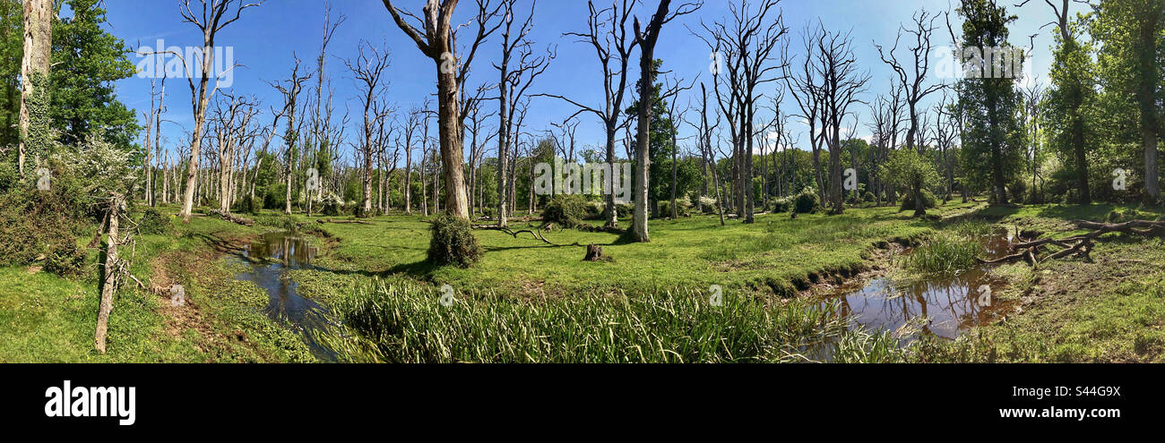 Torrente che scorre attraverso querce in piedi in primavera nel New Forest National Park, Hampshire, Regno Unito - Immagine stock catturata con smartphone