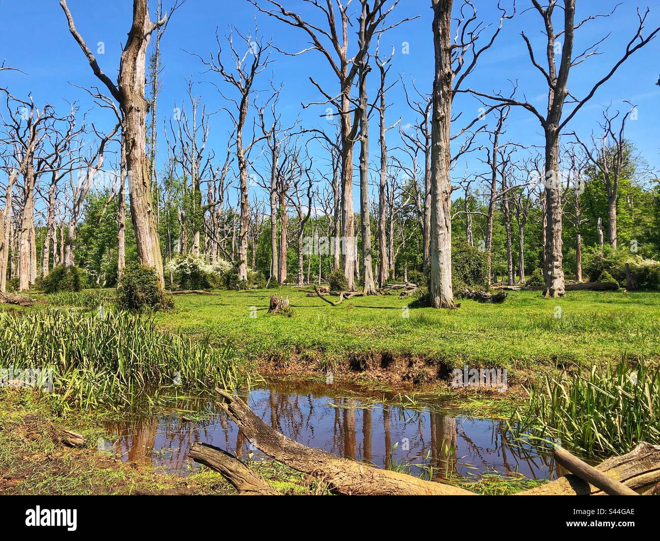 Ruscello che scorre attraverso alberi di quercia morti in primavera nel New Forest National Park, Hampshire, Regno Unito - Immagine stock catturata con smartphone