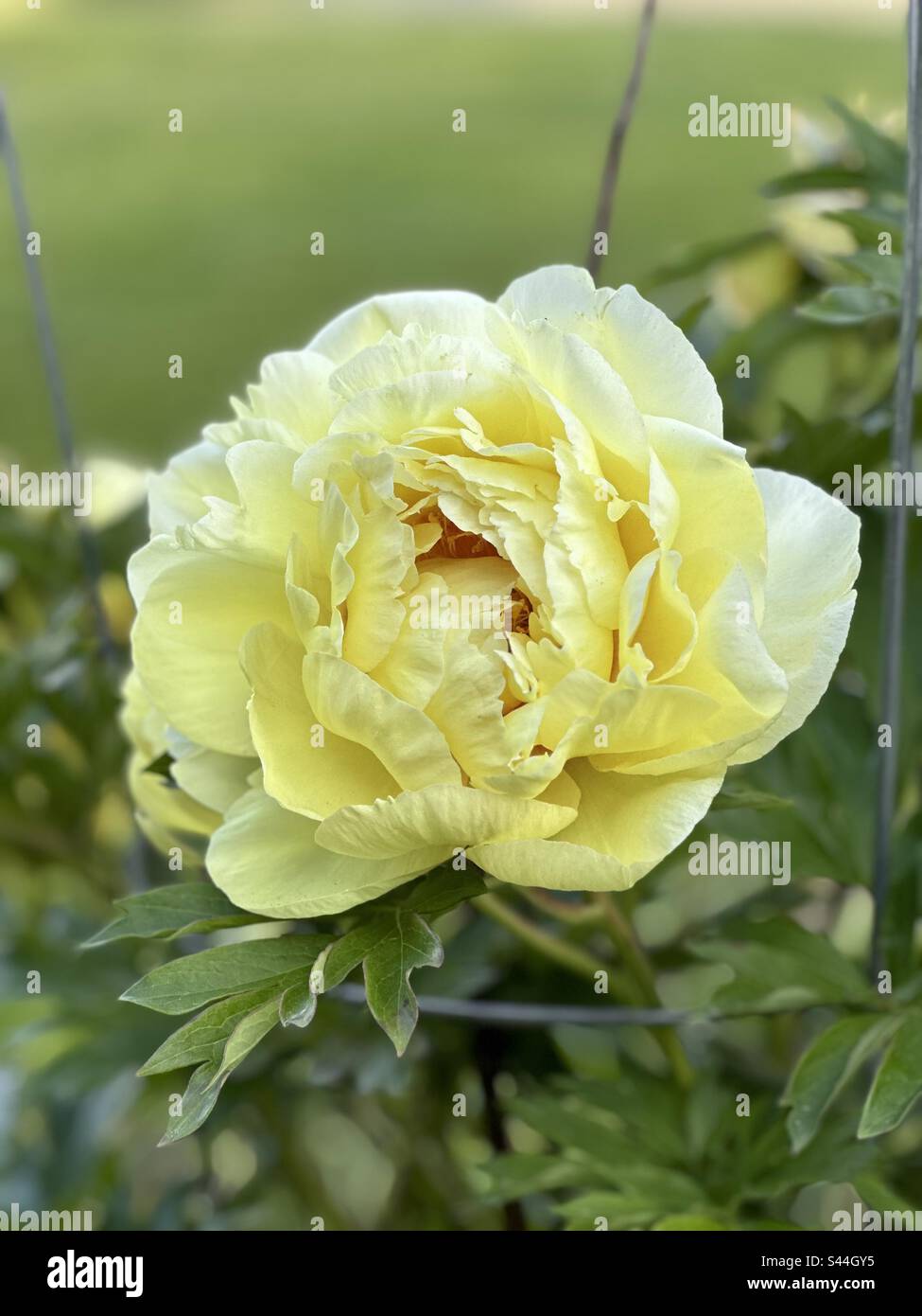 Bella fioritura di peonia gialla. Foto Stock