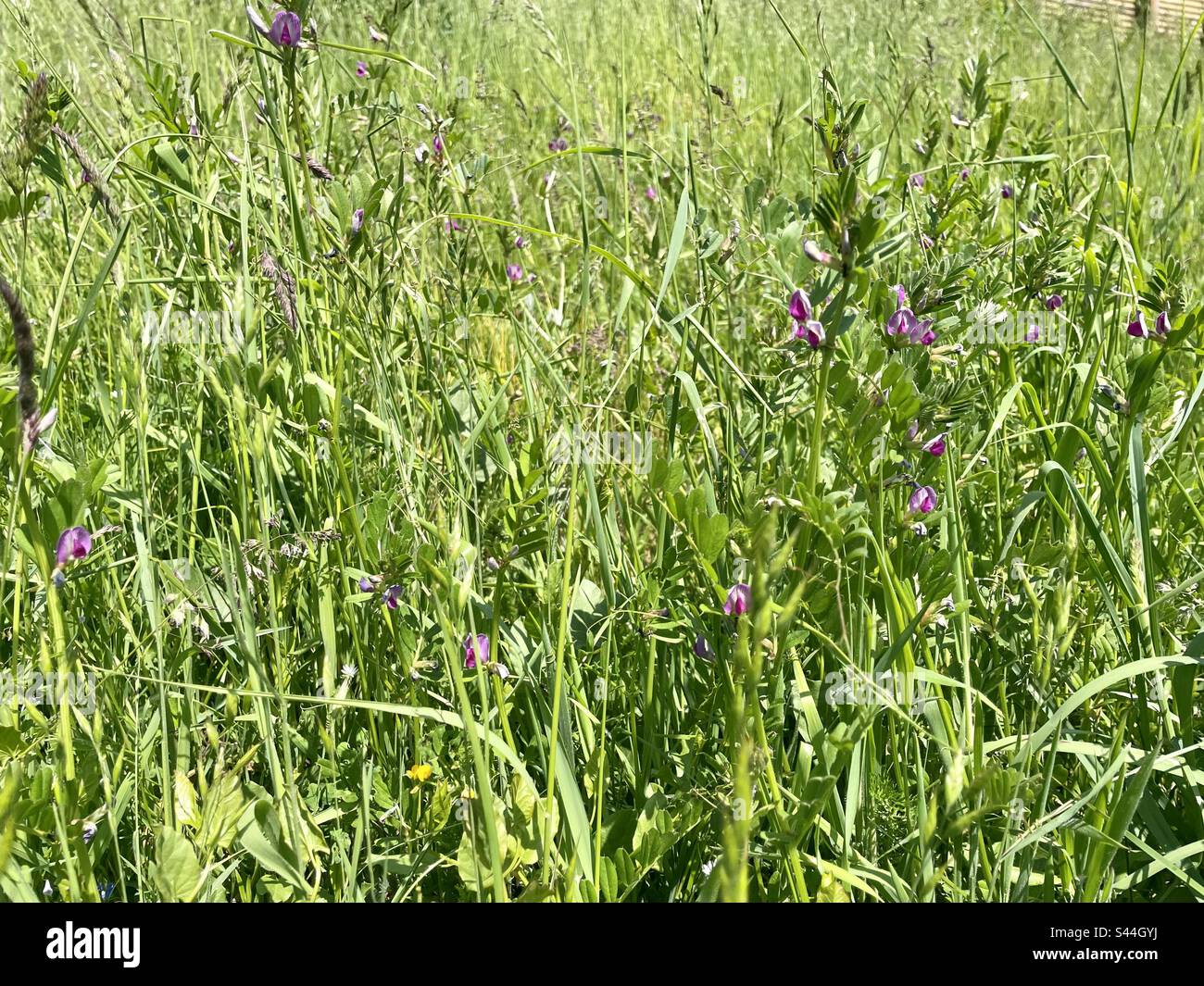 Bellissimi fiori viola delicati della pianta di Fabaceae. Un membro della famiglia piselli. Conosciuto anche come vetch, Common vetch, Bush vetch, Poor Mans Peas. Foto Stock