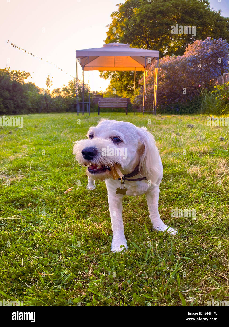 Piccolo cane da cavapoo bianco nel giardino in tarda serata. Foto Stock