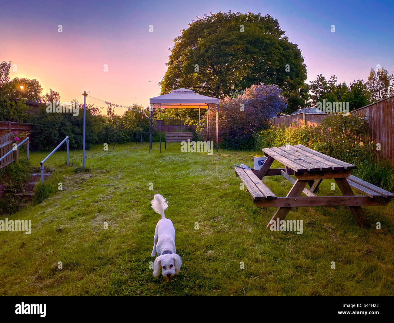 Piccolo cane bianco, cavapoo nel giardino a tarda sera poco prima del tramonto Foto Stock