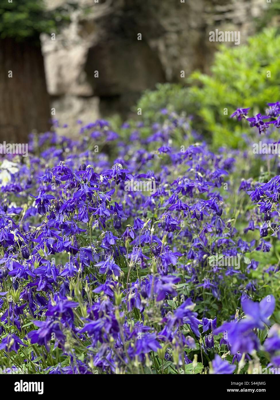 aquilegia viola contro un muro di calcare Foto Stock