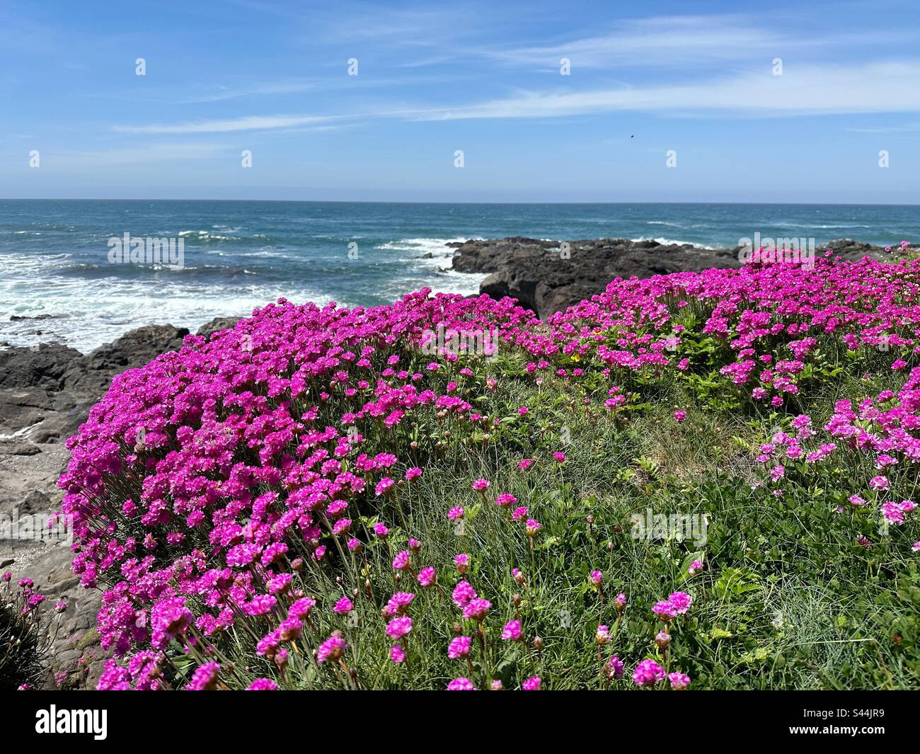 Fiori di pesce rosa e luminoso, che crescono lungo la costa di Yachats, Oregon. Foto Stock