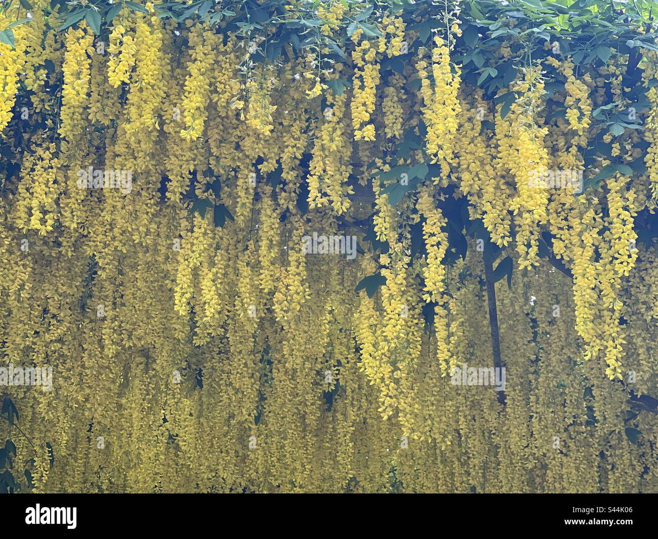 Laburnum anagyroides Rocket giallo - albero verticale della catena dorata Foto Stock
