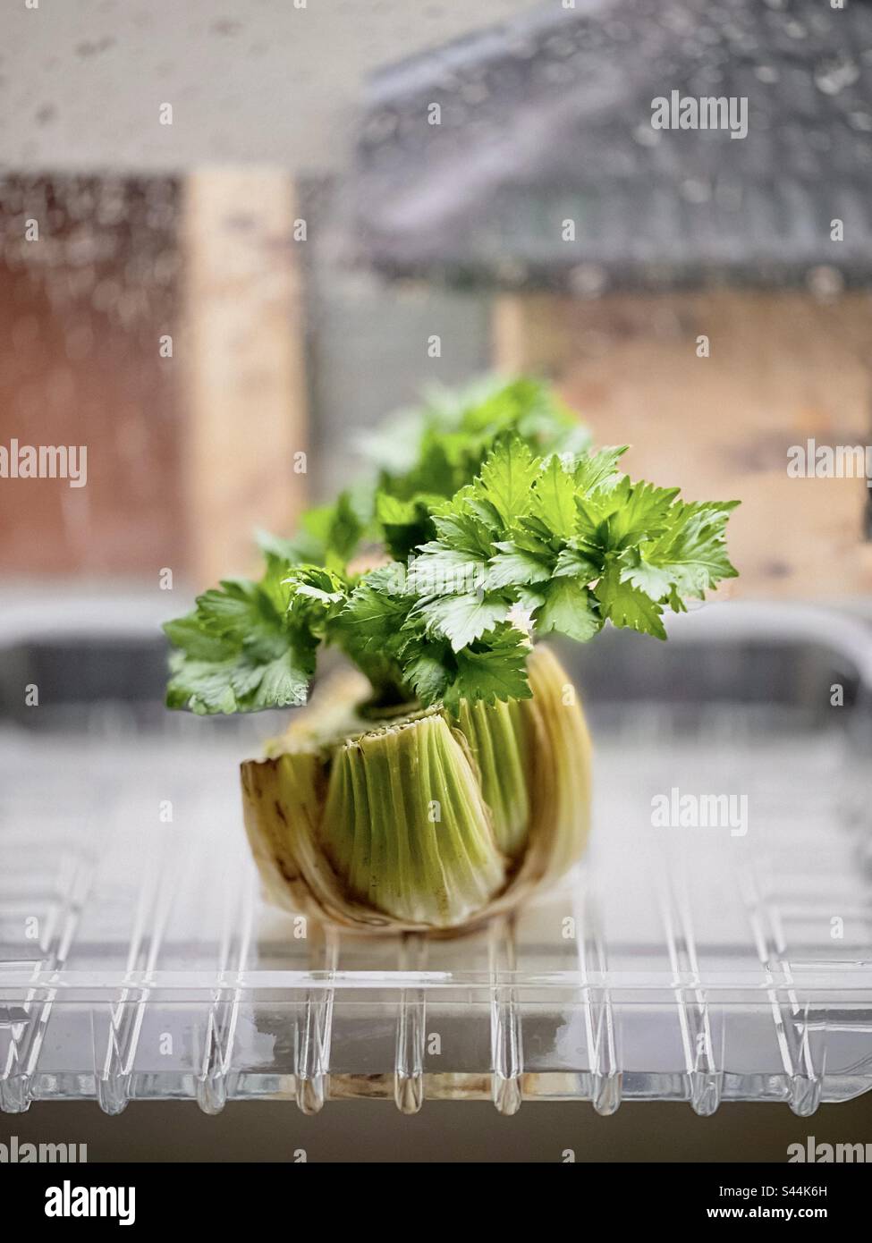Ricrescita i tuoi veggies dagli scarti. Foglie di sedano che crescono dall'estremità della radice del gambo di sedano in acqua in contenitore di plastica riposto sul windowsill. - Immagine stock catturata con smartphone