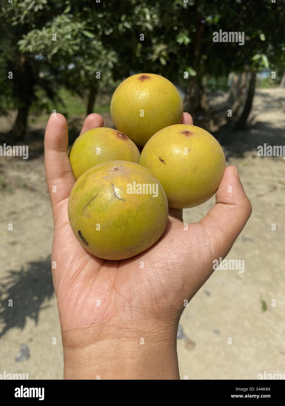 Gaub, persimmone indiano, ebano malabarese, frutta del bangladesh, frutta locale Foto Stock