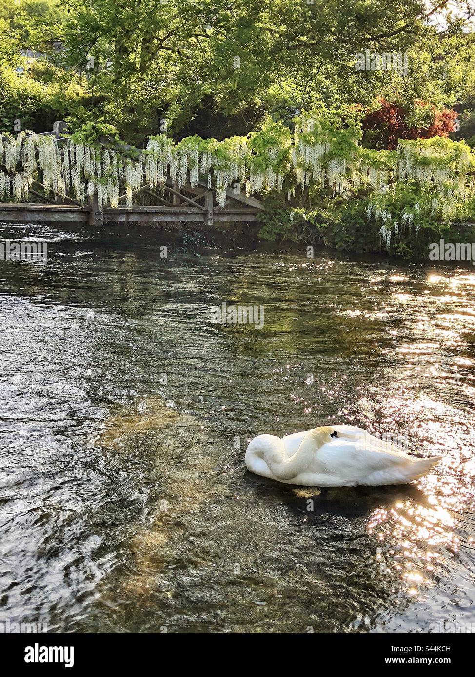 Cigno addormentato in primavera riposante sul fiume Itchen a Winchester Hampshire Regno Unito - Immagine stock catturata con smartphone