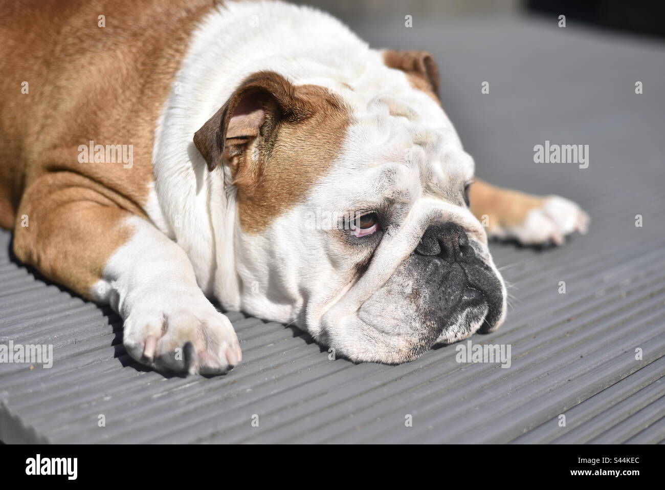 Rocco reclinabile. Foto Stock