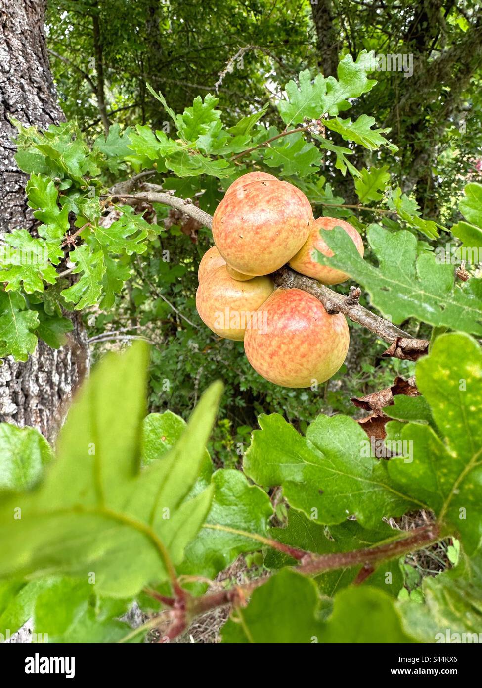 Californiana galline di vespa su un albero di quercia. Foto Stock