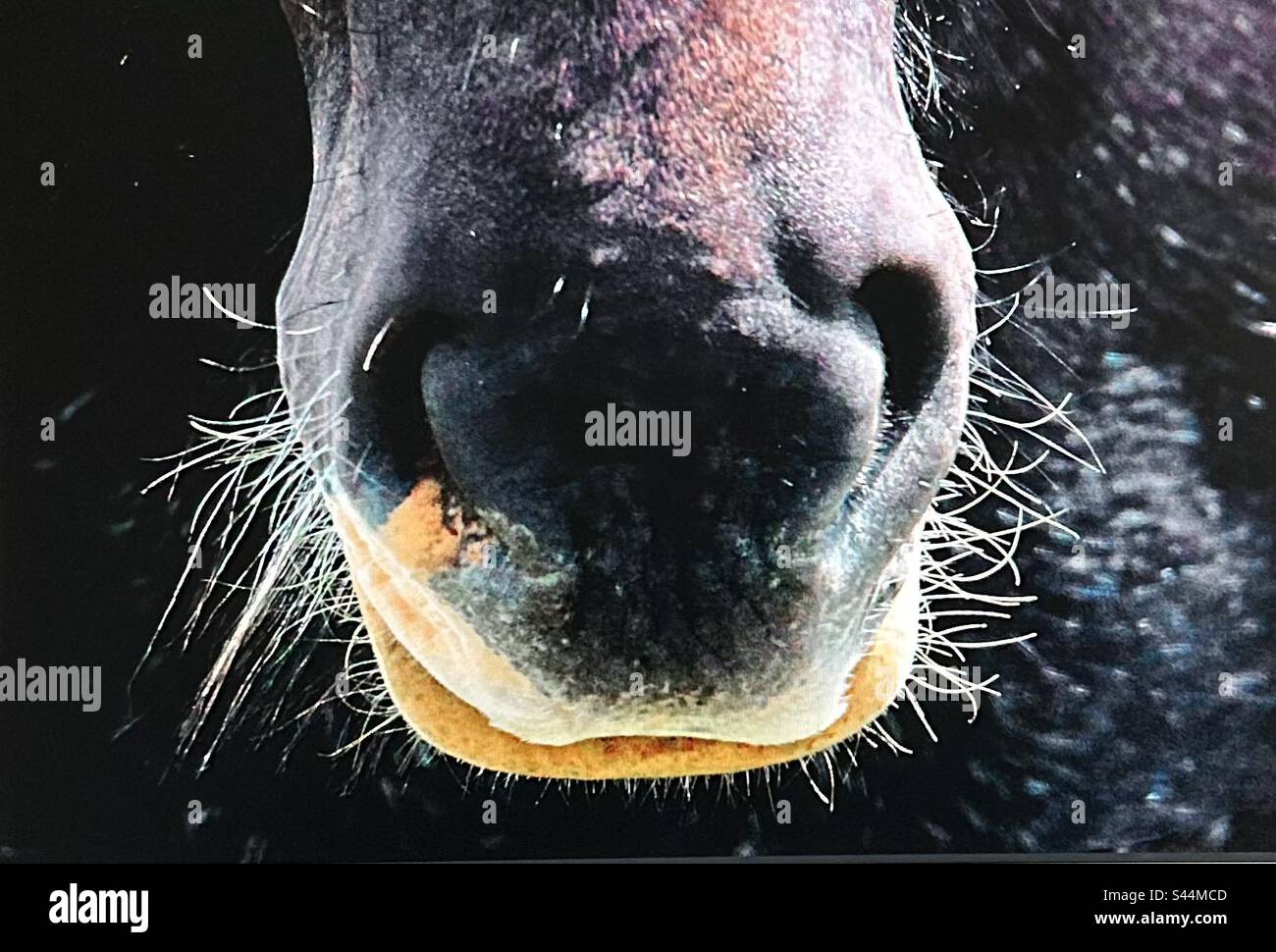Muso di un cavallo shire Foto Stock