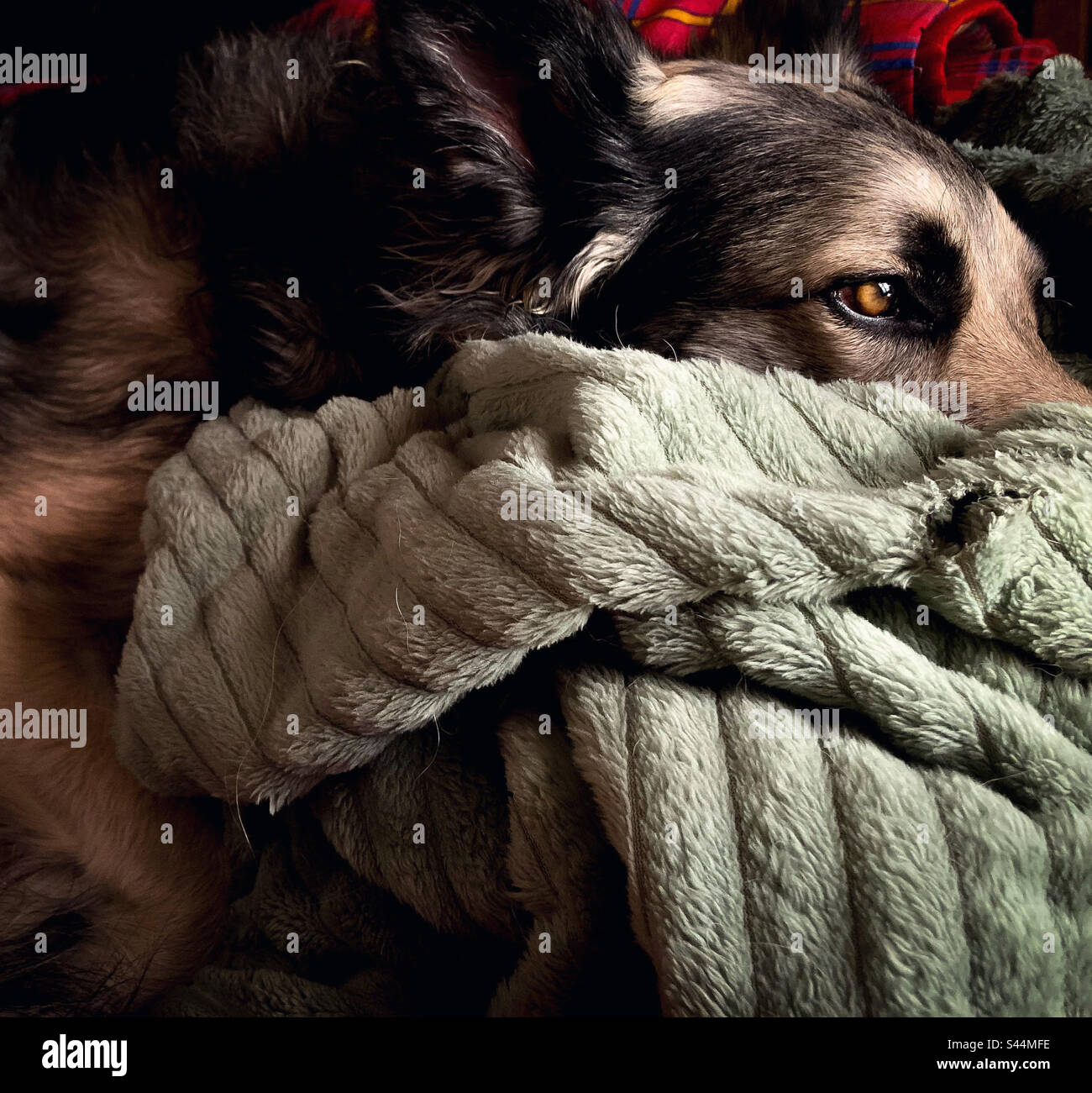 Ritratto di un cane di un pensiero Foto Stock