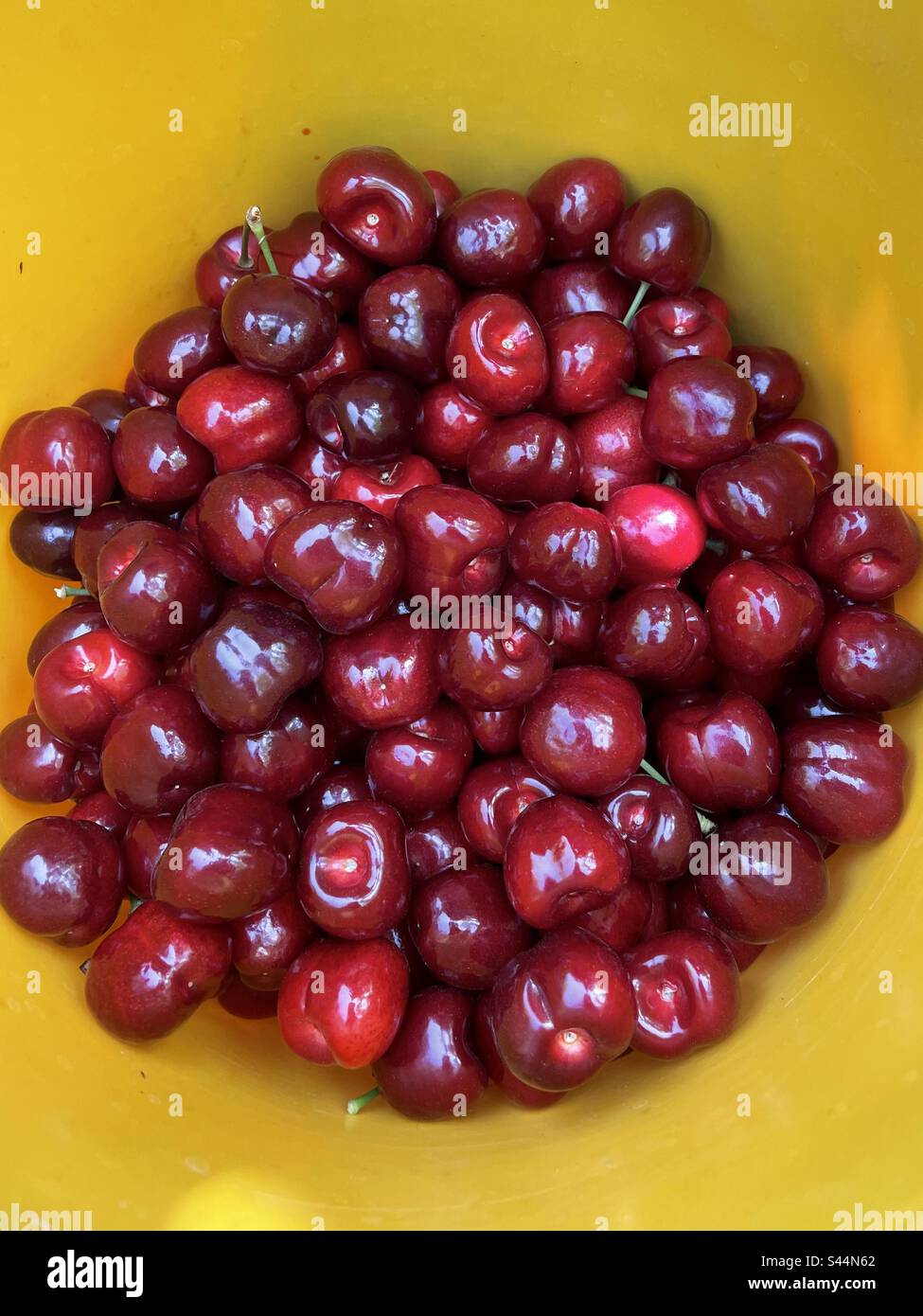 Ciliegie rosse all'interno di un secchio giallo - Immagine stock catturata con smartphone