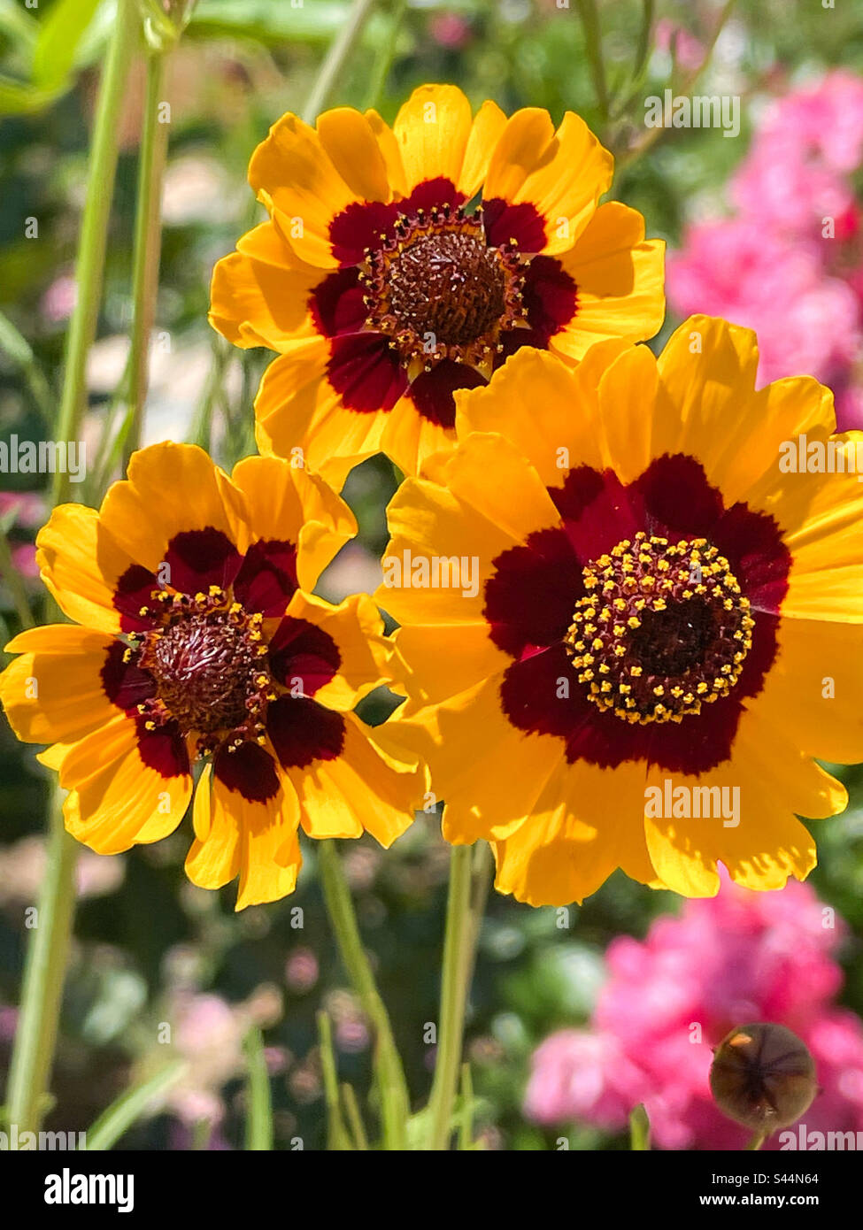 Coreopsis Foto Stock