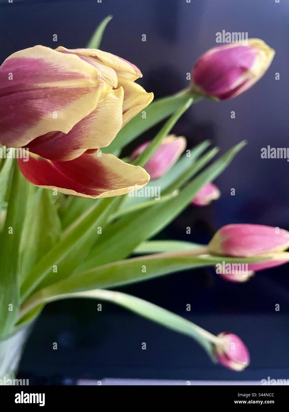 Primo piano di tulipani rosa e gialli su un morbido sfondo nero Foto Stock