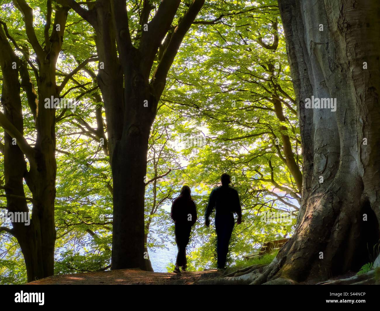 Due persone che camminano nei boschi di Anglezark a Chorley in silhouette contro foglie verdi primavera Foto Stock