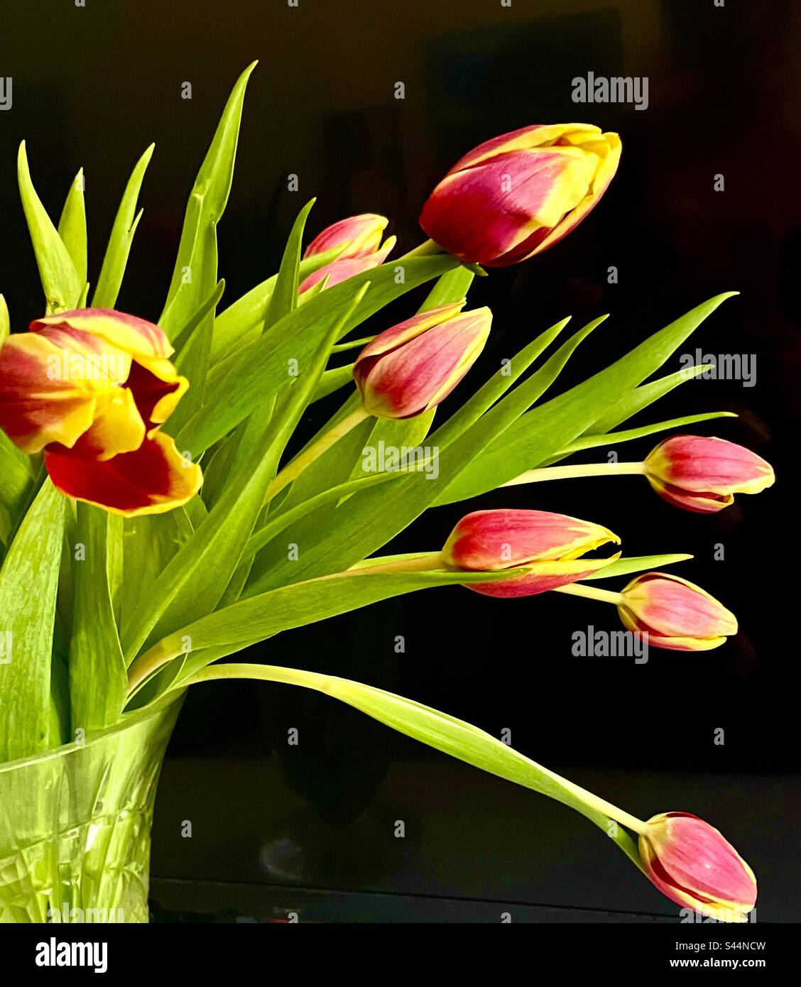 Messa a fuoco nitida di bulbi di tulipano rosa e giallo in un vaso di cristallo su uno sfondo nero - Immagine stock catturata con smartphone