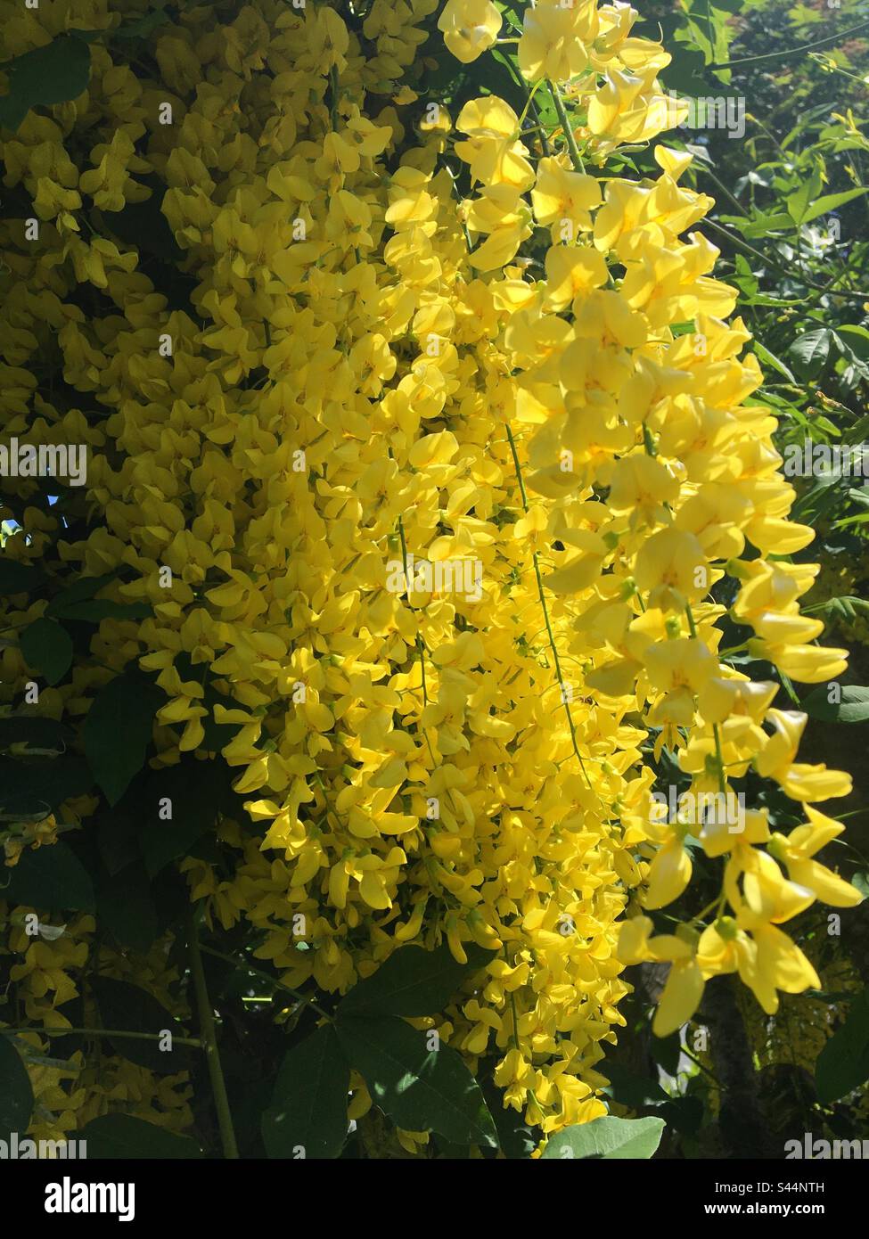 Laburnum giallo Foto Stock