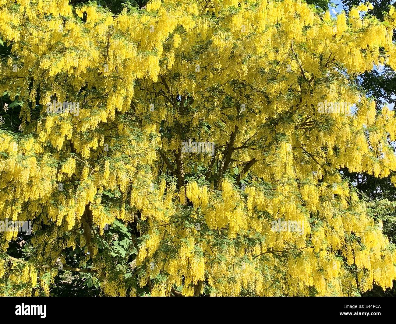 Albero di Laburnum giallo vivo Foto Stock