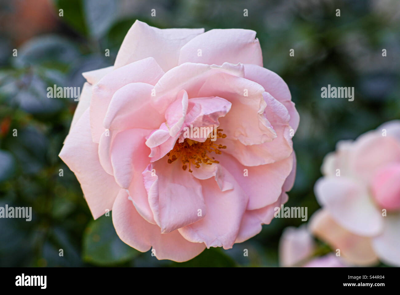Rosa rosa all'inizio dell'estate Foto Stock