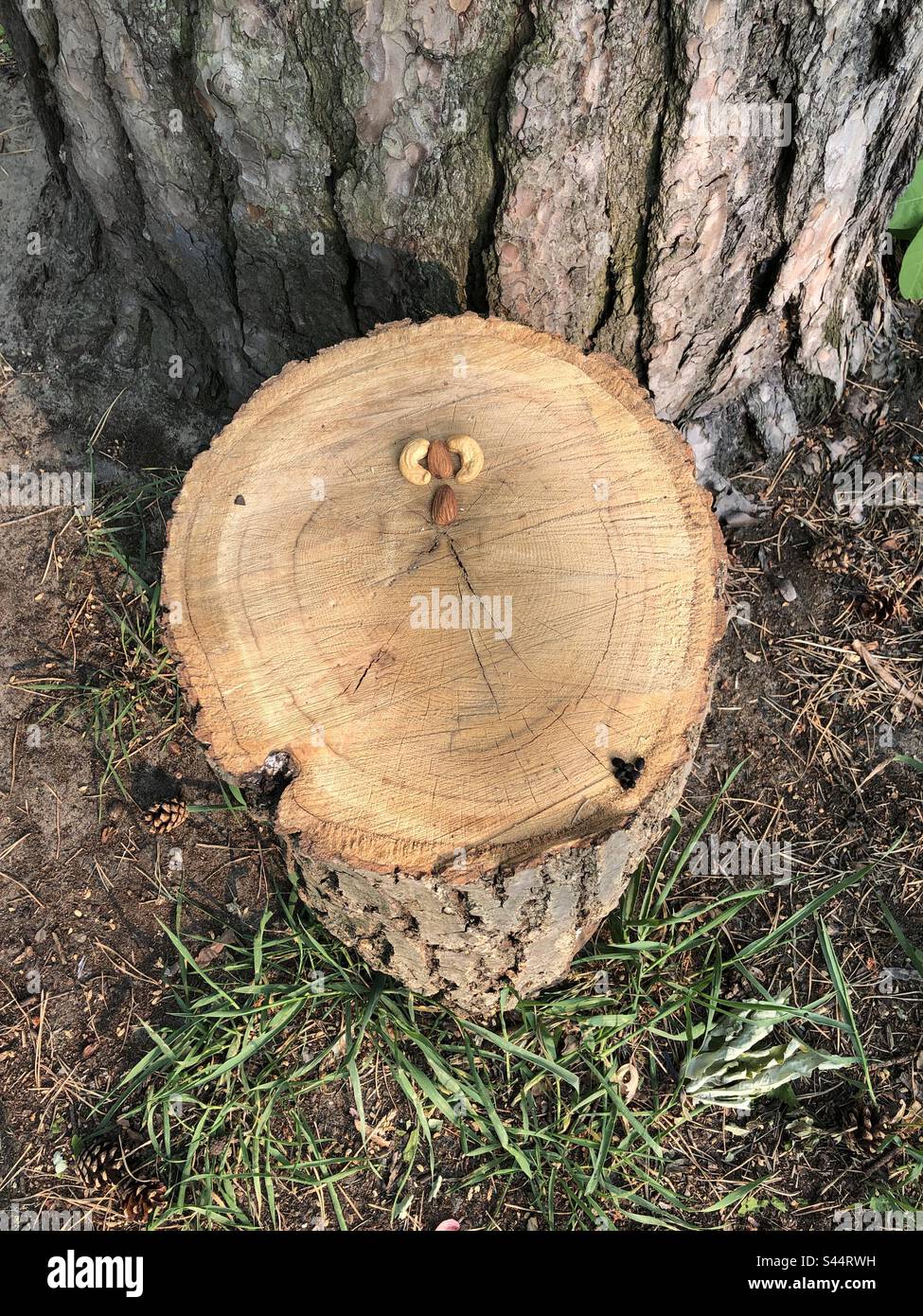 Un ceppo di albero con i dadi. Foto Stock