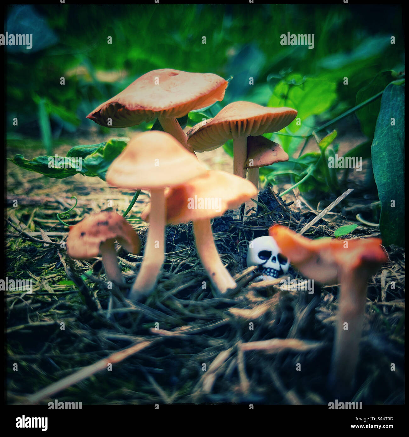 Cranio tra i funghi Foto Stock
