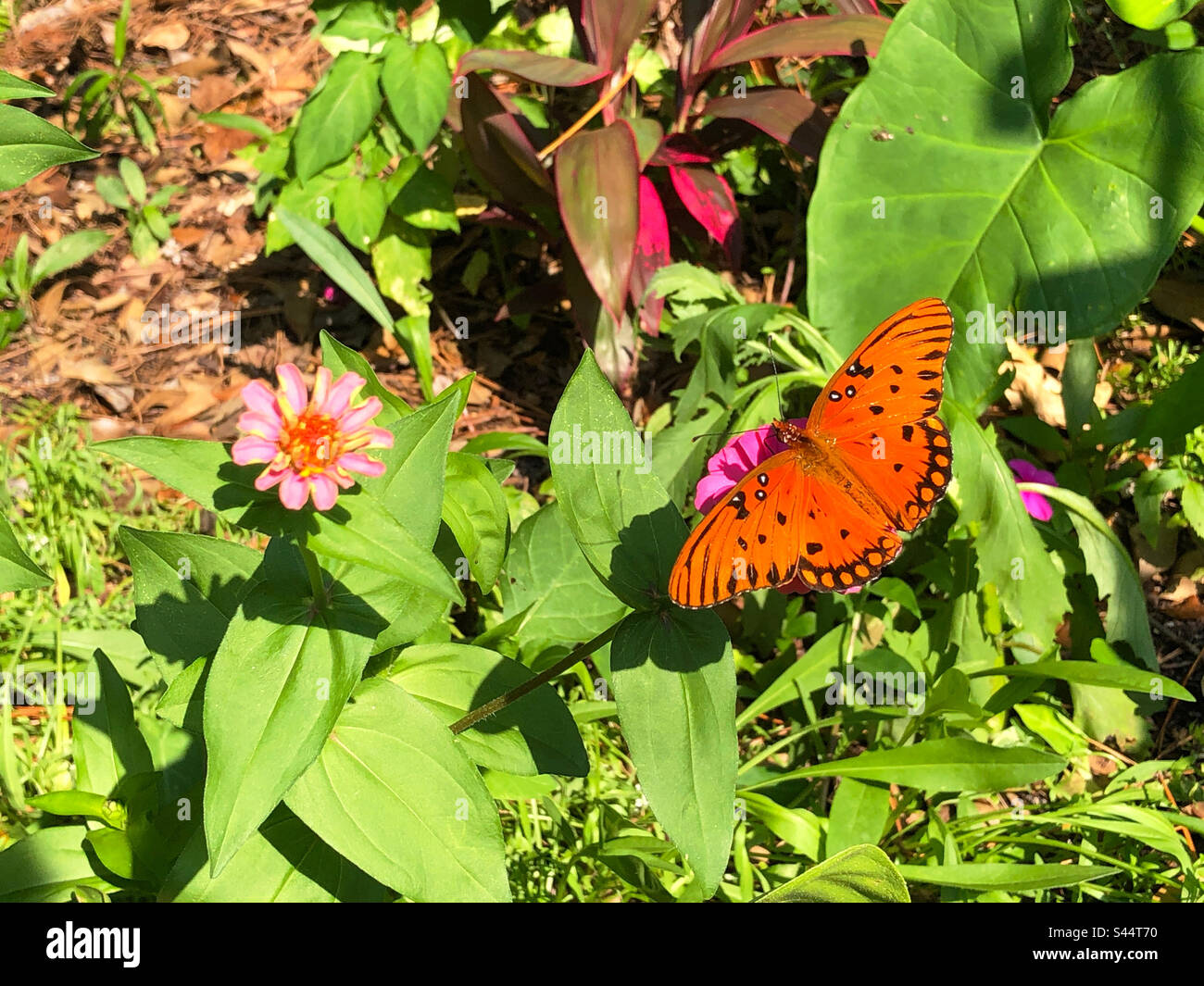 Farfalla del fritillario del Golfo su un fiore di zinnia in un giardino della Florida. Foto Stock