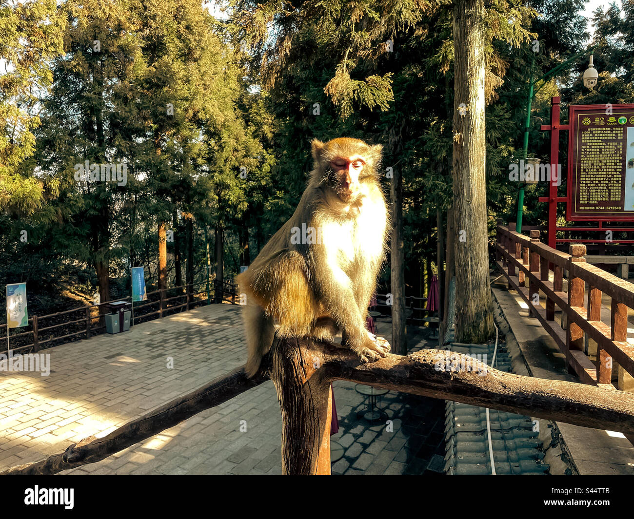 Macaco Rhesus monkey Foto Stock